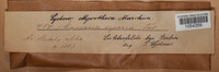 Pleomassaria siparia image